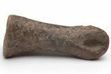 Ornithomimid (Struthiomimus) Toe Bone - Montana #235560-2